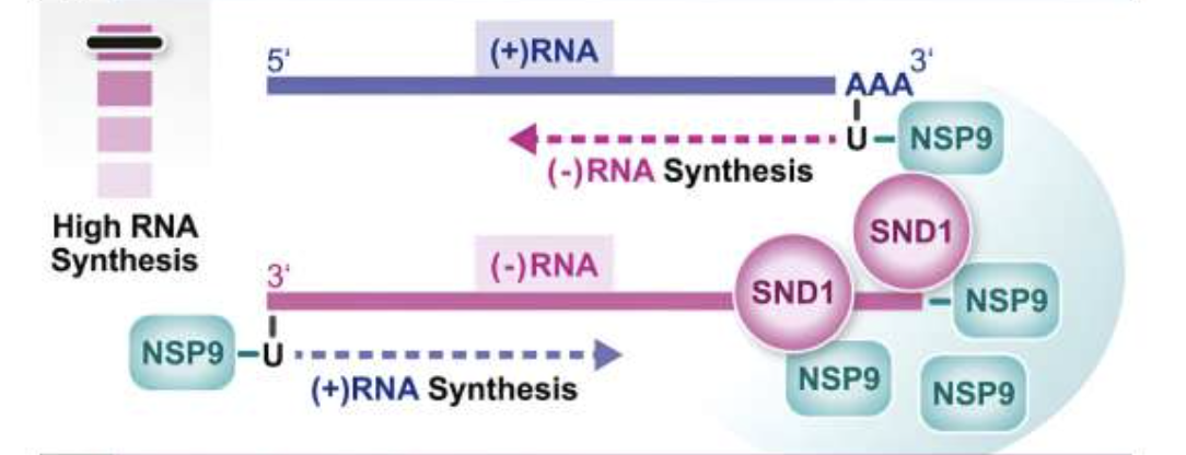 SND1 binds SARS-CoV-2 negative-sense RNA and promotes viral RNA synthesis through NSP9