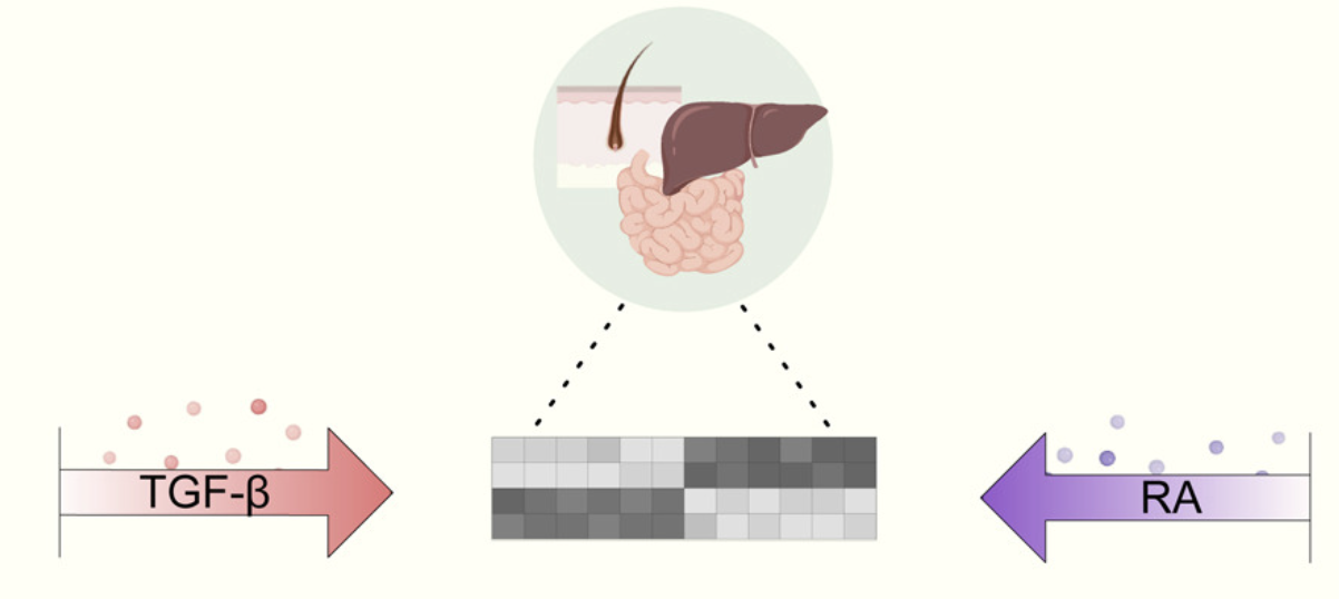 Retinoic acid and TGF-β orchestrate organ-specific programs of tissue residency