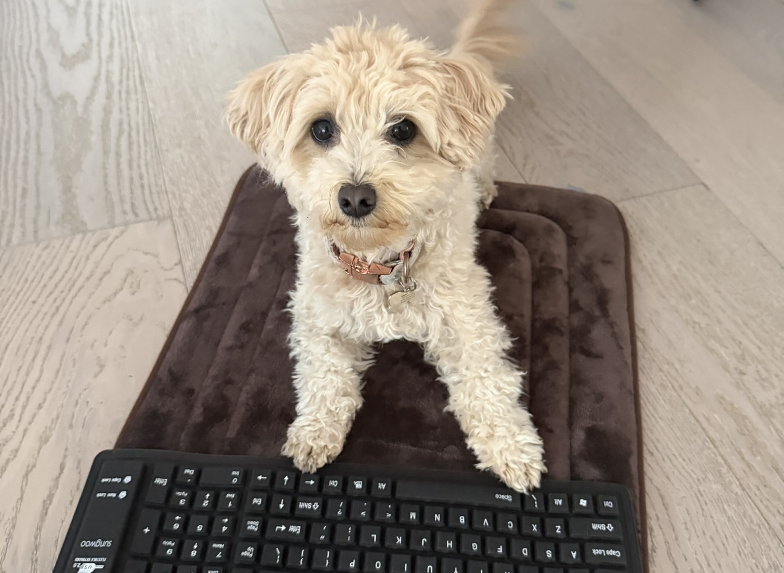 Momo the cavapoo - Lead Game Designer