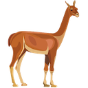 guanaco