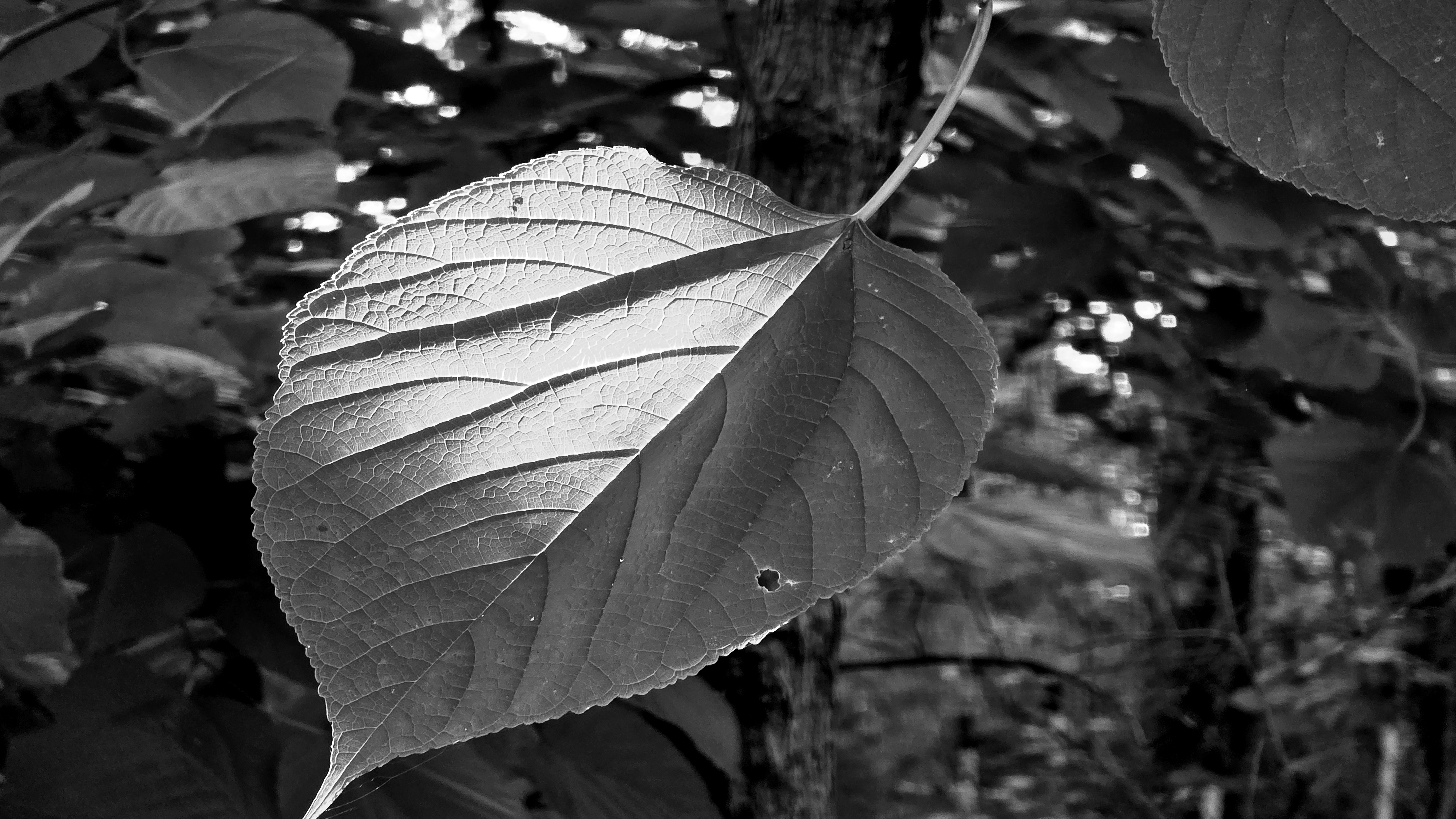 A black and white photo of a leaf with dappled light, and shadow playing on top of it.