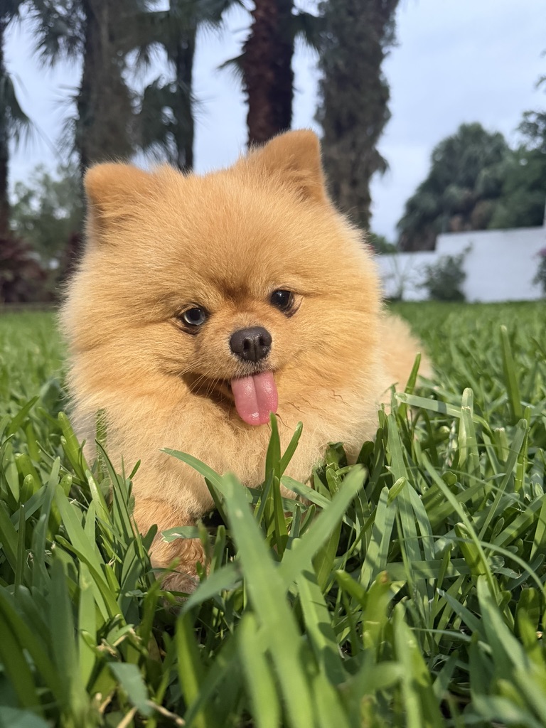 Terry de la manada Octapet