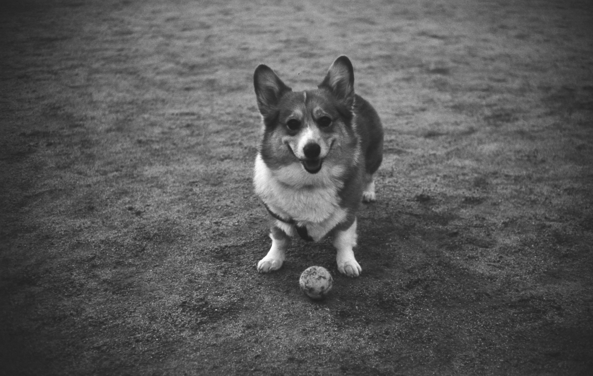Featured corgi 2