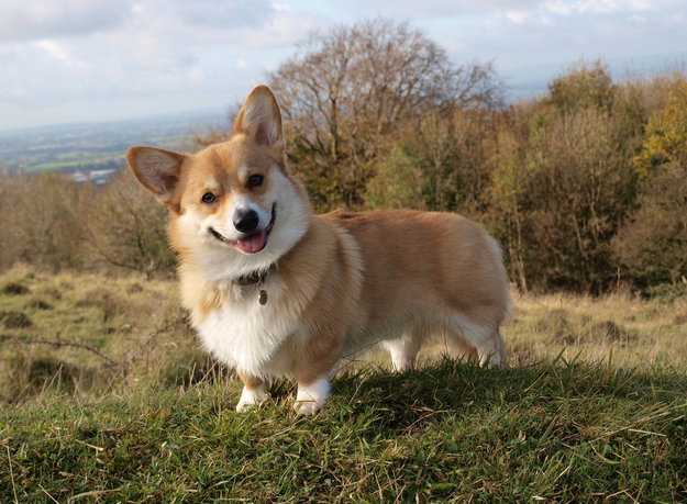 Featured corgi 3