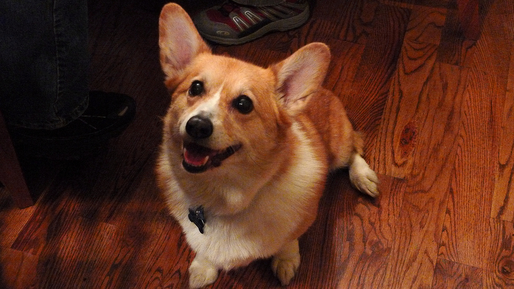 Featured corgi 4