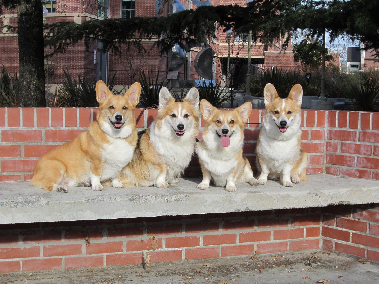 Featured corgi 5