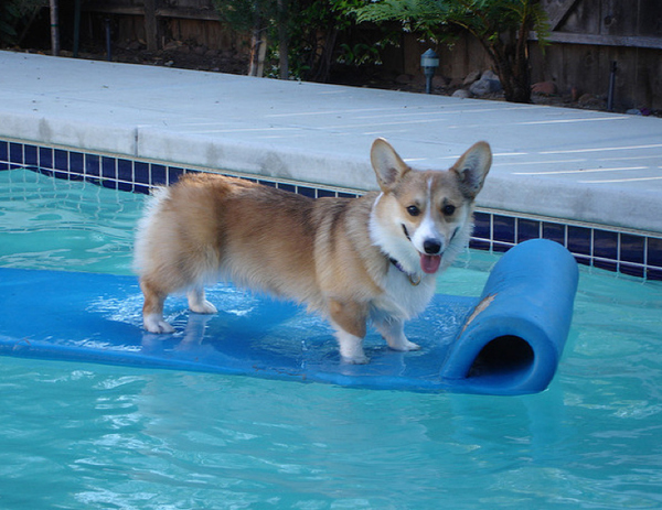 Featured corgi 6