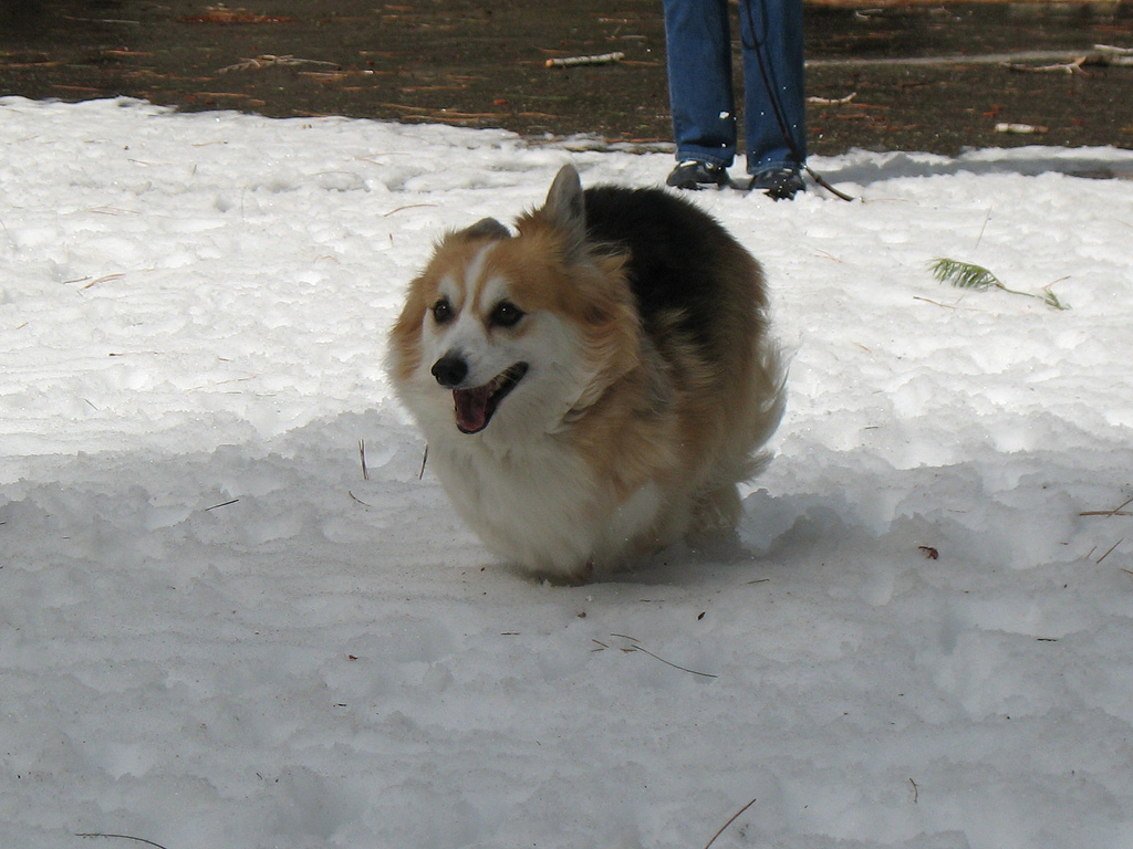 Featured corgi 9