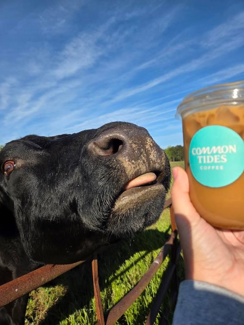 A curious cow next to a fresh Common Tides iced coffee at a private farm event near Wilmington NC