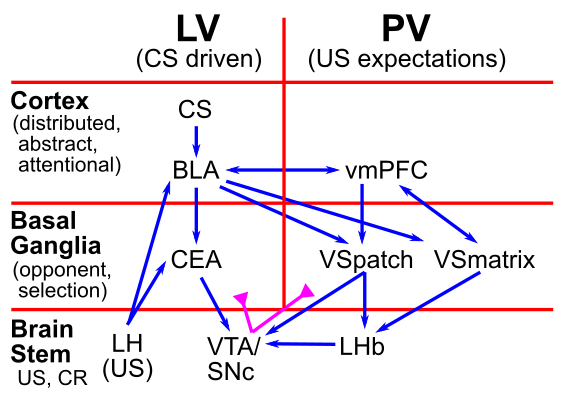PVLV アルゴリズムの生物学的マッピング。これには 2 つの別個のサブシステムがあります。学習値 (LV) は、CS (条件刺激) 時にドーパミンの発火を駆動します。一次値 (PV) は、US の開始を予測して DA 発火を減少させ、予想される US が発生しない場合はディップを駆動することを学習します。 BLA (扁桃体基底外側) は、CS と US の結果を関連付けることを学習し、CEA (扁桃体中心部) を介して DA バーストを実際に DA を放出する VTA / SNc 中脳領域に駆動します。 US 信号は、特に視床下部外側核 (LH) から発生します。 PV 側では、腹側線条体 (VS) には 2 つの異なる経路 (VSpatch と VSmatrix) があり、これらが US 結果からの DA バーストをシャントする阻害を駆動し、外側手綱核 (LHb) を介して DA 発火をディップします。 Mollick et al. (2020) より。