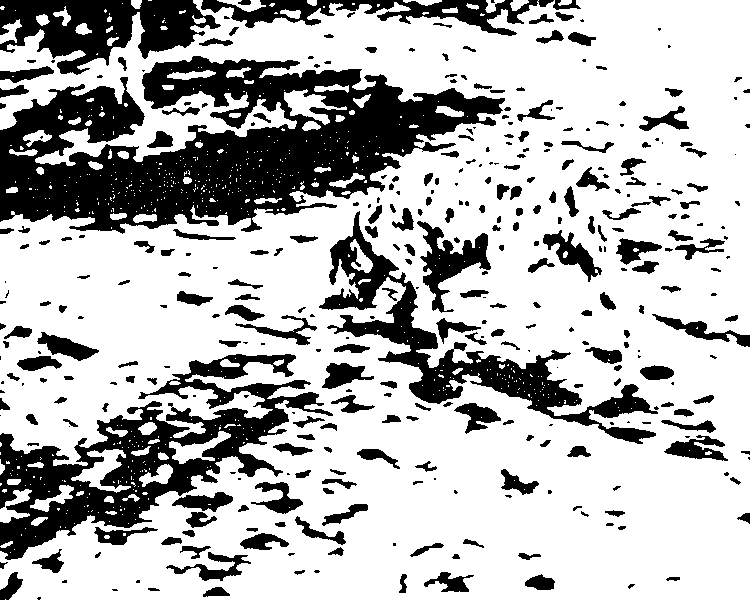 非常にあいまいな画像のよく知られた例ですが、適切な高レベルの手がかりが提供されれば、何が起こっているかを理解できます (例: 「ダルメシアン」)。ボトムアップのあいまいさを解決するのに役立つトップダウンの知識のプロセスは、双方向処理の好例です。