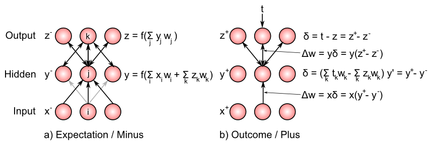 Illustration of GeneRec/XCAL computation in three-layer network, for comparison with previous figure showing backpropagation. Activations settle in the expectation/minus phase, in response to input activations presented to the input layer. Activation flows bidirectionally, so that the hidden units are driven both by inputs and activations that arise on the output units. In the outcome/plus phase, "target" values drive the output unit activations, and due to the bidirectional connectivity, these also influence the hidden units in the plus phase. Mathematically, changing the weights based on the difference in hidden layer activation states between the plus and minus phases results in a close approximation to the delta value computed by backpropagation. This same rule is then used to change the weights into the hidden units from the input units (delta times sending activation), which is the same form used in backpropagation, and identical in form to the delta rule.