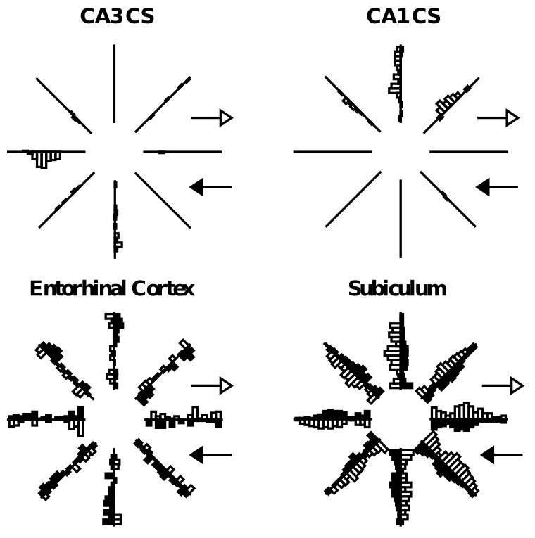 海馬のさまざまな領域にわたる活動パターンの比較。CA 野 (CA3、CA1) が皮質入力領域 (嗅内皮質 (EC) および海馬台) よりもはるかにまばらで選択的であることを示しています。海馬内のこのまばらでパターン分離されたエンコーディングにより、最小限の干渉を受けながら新しいエピソードを迅速に学習することができます。各領域内のサンプル ニューロンの活性化は、8 アームの放射状迷路上を走行するラットについて示されており、各アームに沿ったバーは、アームに沿った各運動方向に対してニューロンがどれだけ発火したかを示しています。 CA3 ニューロンは 1 つのアームで一方向にのみ発火しますが、EC はすべてのアームで活動します (つまり、より重複した分散表現)。