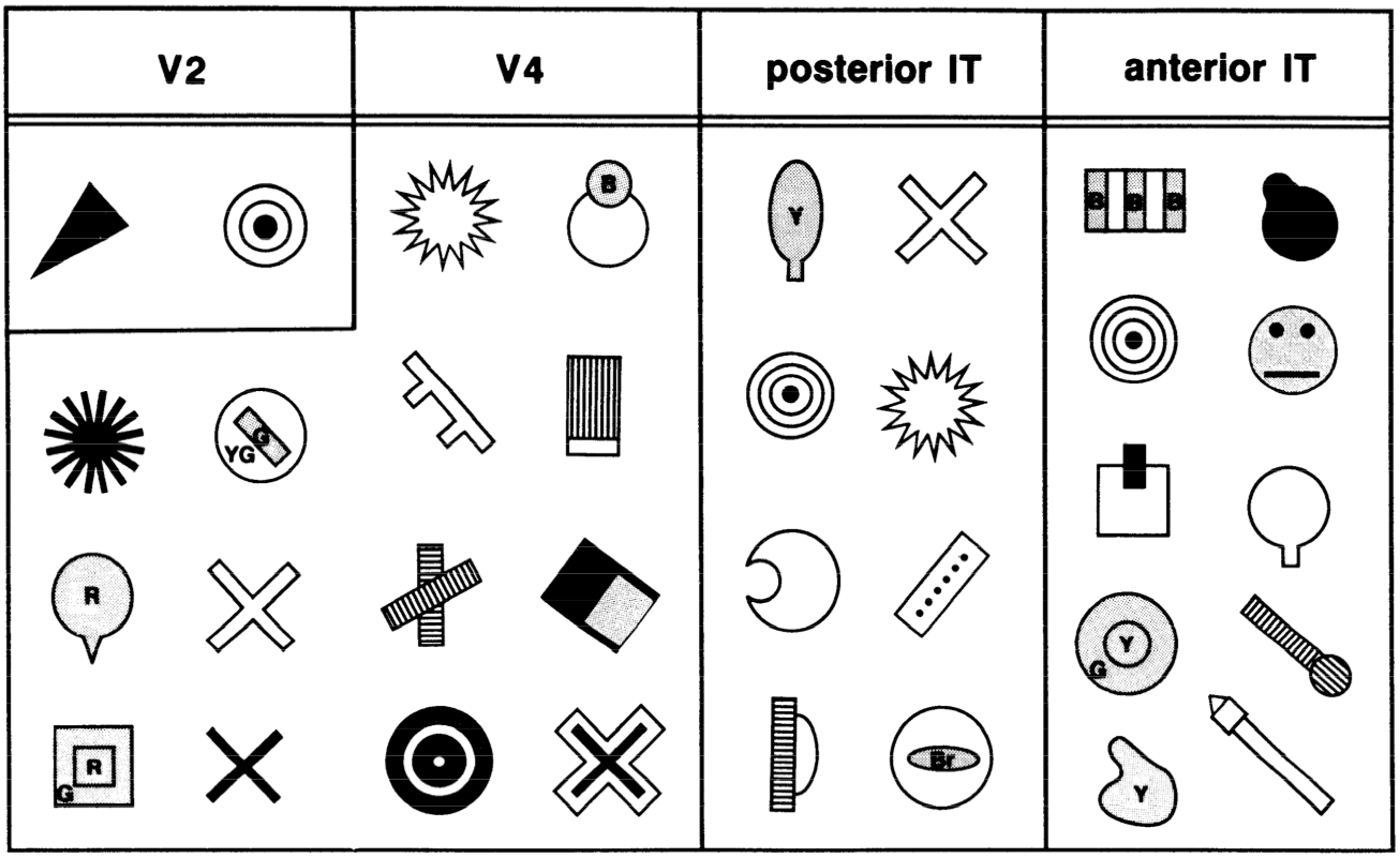 V2、V4、および IT のニューロンから最大の反応を引き起こした複雑な刺激。これらのニューロンがどのような種類の複雑な特徴を検出できるかについていくつかの示唆を提供します。ほとんどの V2 ニューロンは、単純な刺激 (指向性エッジ、図示せず) に対して最大限に反応しました。小畠・田中 (1994) より転載。