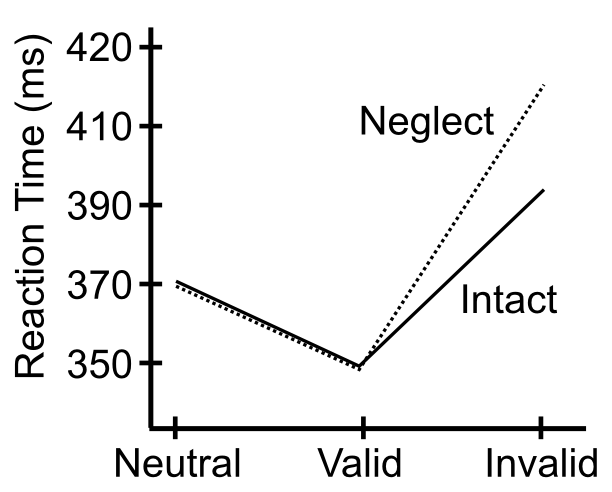 Posner 空間キューイング タスクからの典型的なデータ。キューイングのない中立トライアルと比較して、有効なトライアルでは速度が向上し、無効なトライアルでは速度が低下することを示しています。半側空間無視の患者のデータも示されており、全体的に遅い反応時間は正常な患者の反応時間に正規化されています。