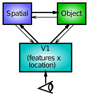 相互作用する空間認識経路と物体認識経路により、V1 表現に対するトップダウンの影響に加えて、初期の物体認識処理に対する空間的影響という観点から、ポズナーの空間注意効果を説明できます。