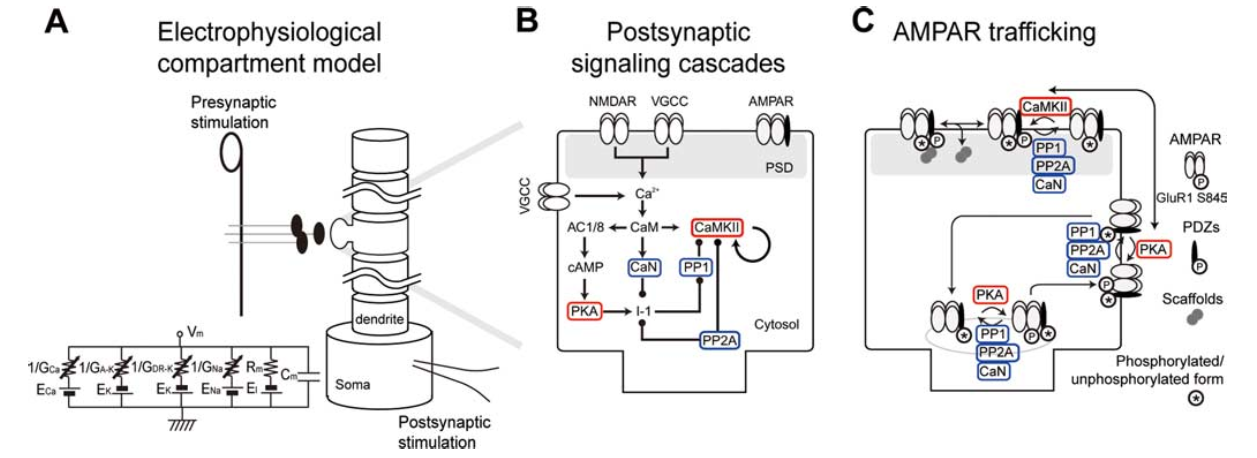 Diagram of full set of steps involved in synaptic plasticity, including kinases driven by $Ca^{++}$ binding, and the effect they have on AMPA receptor expression in the synapse. Reproduced from Urakubo et al, 2008