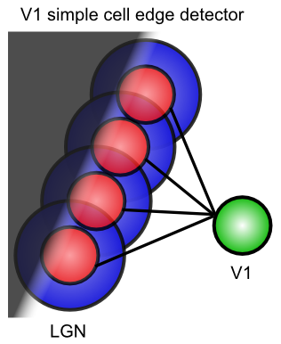 A V1 simple cell that detects an oriented edge of contrast in the image, by receiving from a line of LGN on-center cells aligned along the edge. LGN 細胞は、受信した興奮と抑制の差によって発火し (前の図を参照)、その後、LGN 細胞から受信した V1 ニューロンを活性化します。
