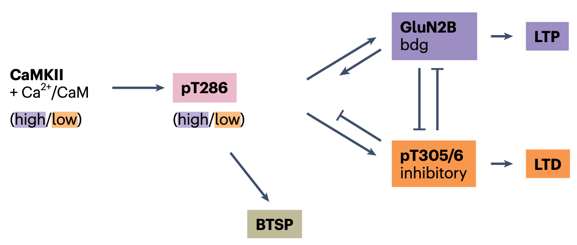 Bayer & Giese (2025) の構造モデルによる、LTP または LTD の誘導を促進する際の、GluN2B 結合と CaMKII の Thr305/306 部位のリン酸化の間の相互作用。 Thr305/306 が活性化されると、GluN2B への結合が阻害されます。これは、前の図に示した GluN2B 結合部位に対する DAPK1 競合に加えて、これと連携して機能します。 Bayer & Giese (2025) から転載。