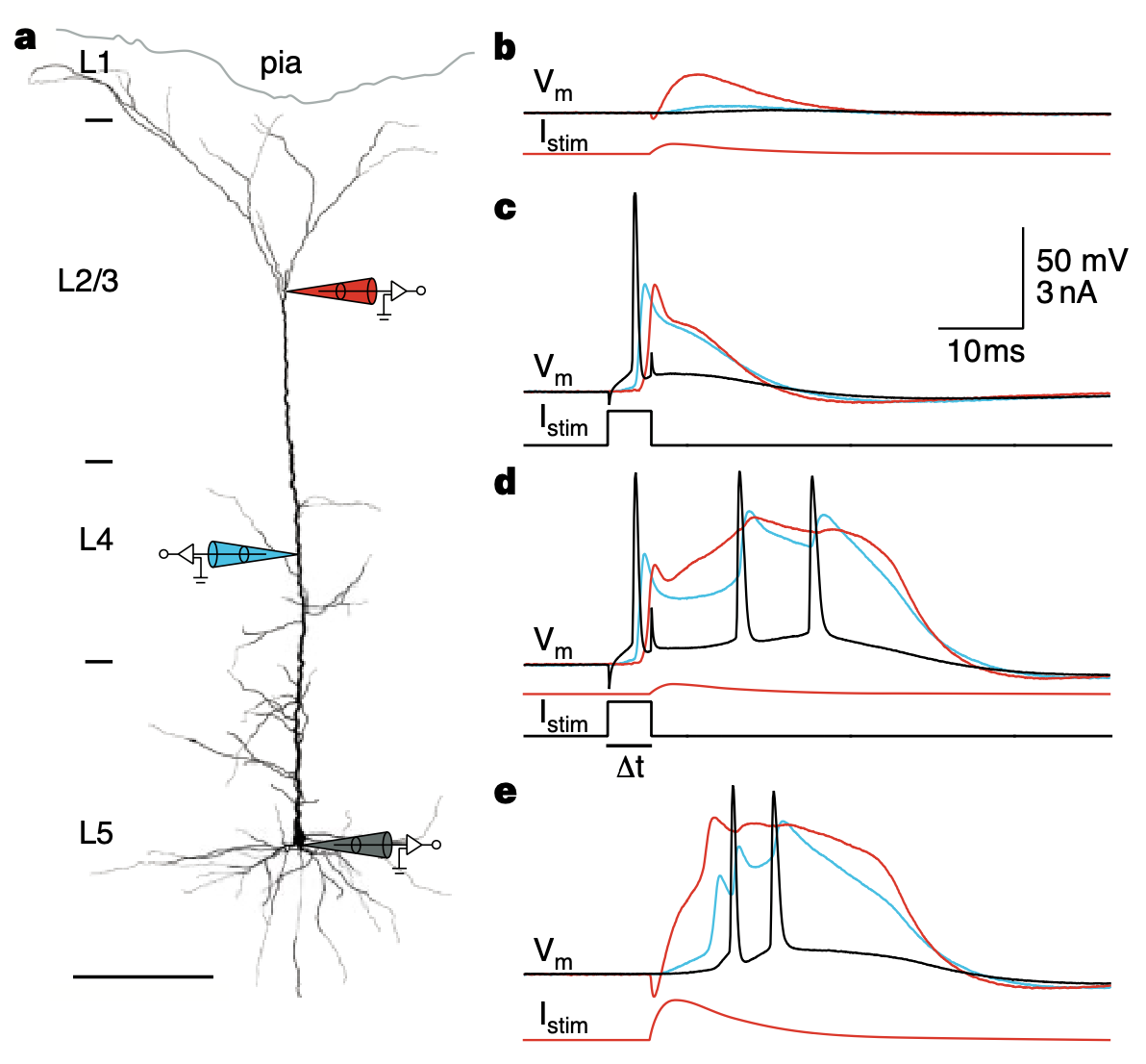 Larkum et al., 1999 より、細胞体 (緑の線) 対近位樹状突起 (青) および遠位樹状突起 (赤) で記録された膜電位トレース。樹状突起内の樹状突起電位は逆伝播する活動電位に対する反応が遅く、これはモデルの細胞体の Vm に対する VmDend 変数で捉えられます。