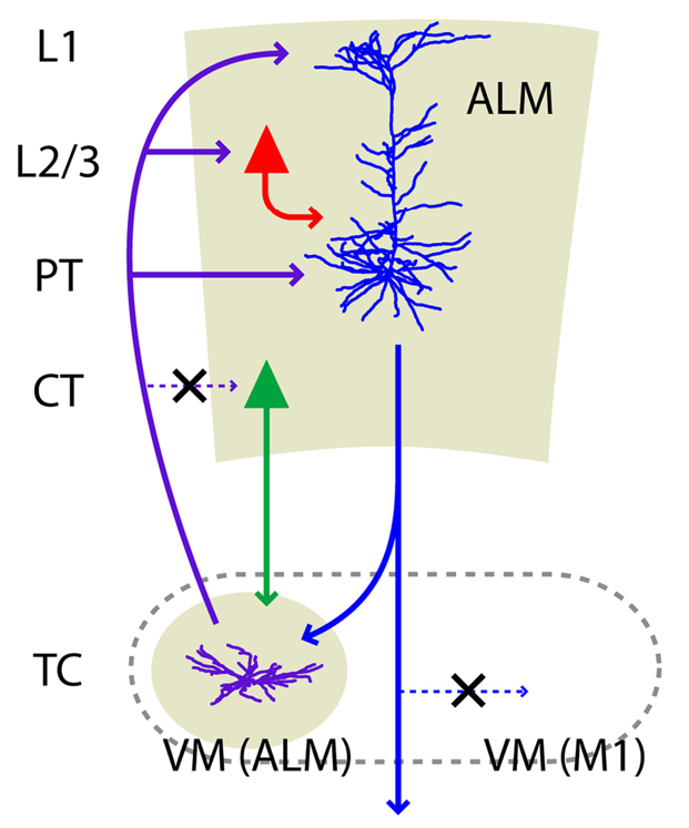Guo et al., (2018) による詳細な分析に基づく、dlPFC のげっ歯類類似体である前外側運動野 (ALM) と視床腹内側 (VM) の間の視床皮質ループの概要。 X は、特に除外された接続の可能性を示し、層 5b 錐体路 (PT) ニューロンのターゲットとなる特定の VM ニューロンが、これらの同じニューロンにも投影されるものであることを示しています。さらに、第 6 層の皮質視床 (CT) ニューロンは VM 入力を受け取りません。