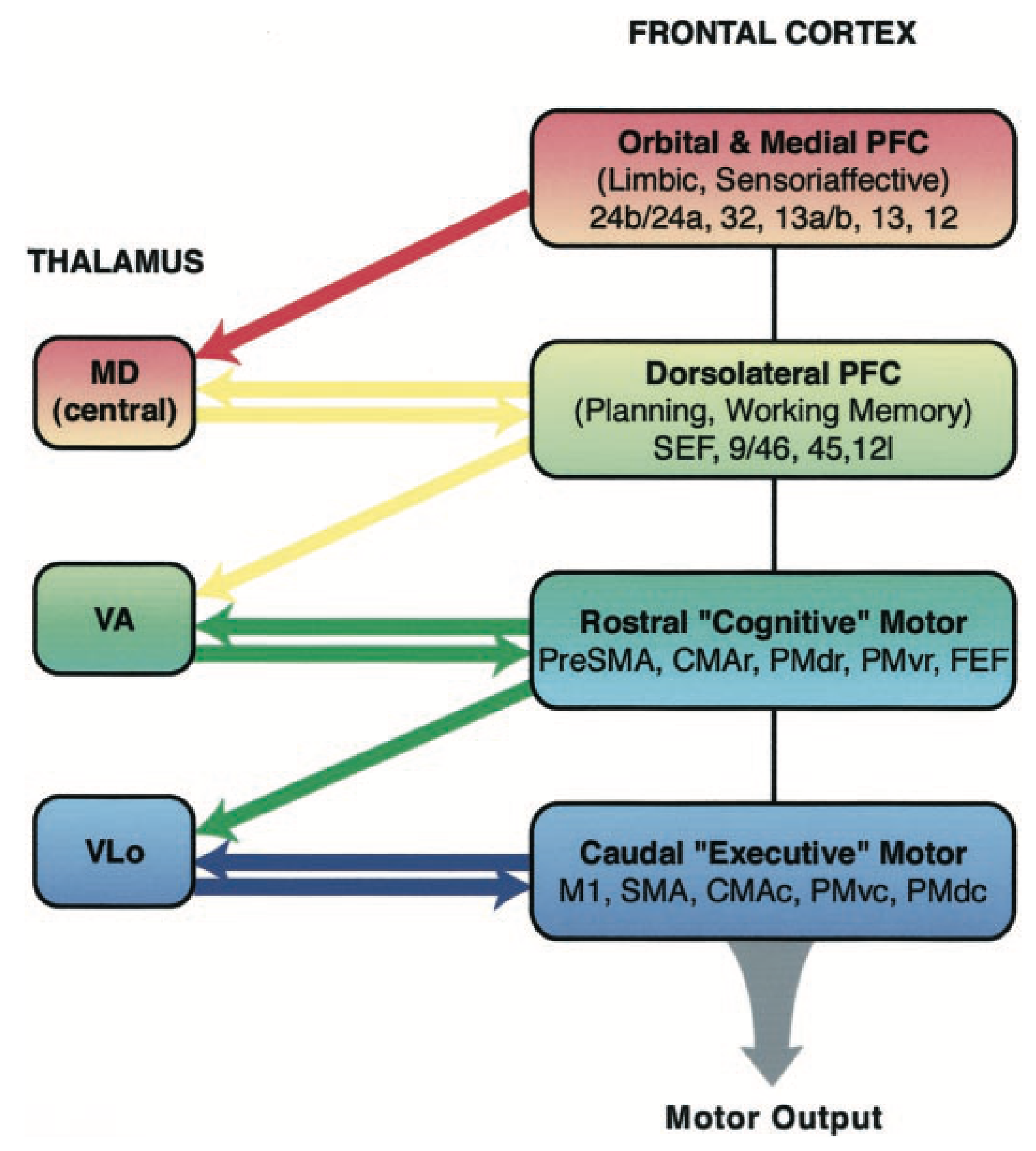 目標駆動領域(MD = 視床内側背側)と運動領域(VA、VLO 腹側前部/外側視床を介)にわたる視床皮質の接続。マクファーランド&ハーバー、2002 年より。