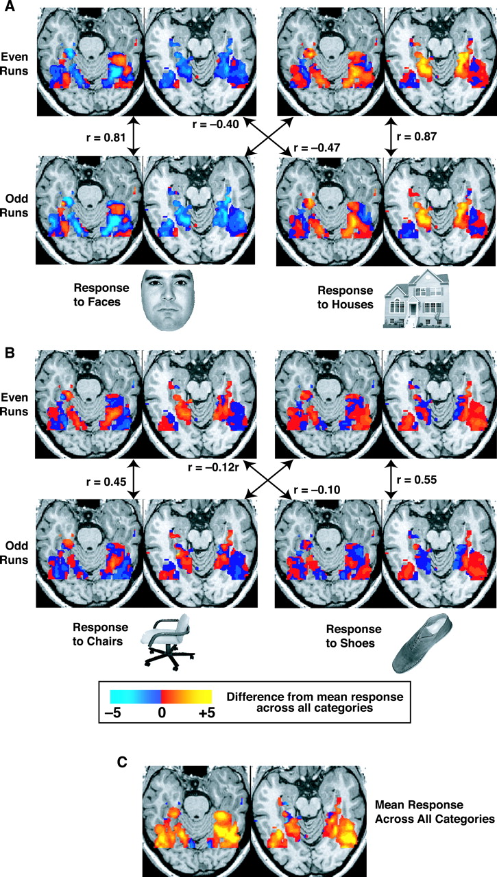 機能的磁気共鳴画像法 (fMRI) を使用して記録された、さまざまな視覚入力刺激 (顔、家、椅子、靴など) に応答した人間の脳の神経活動のマップ。ある程度の専門化に加えて、これらのさまざまな刺激にわたる神経活動には高度な重複があります。これは分散表現の特徴です。 Haxbyらから転載。 (2001)。