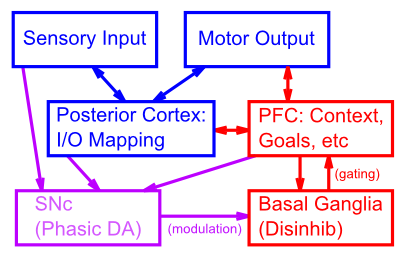 PBWM システムのアーキテクチャ。PFC は脳の残りの部分の感覚運動処理を制御するトップダウン バイアスを提供し、大脳基底核 (BG) は PFC タスク/目標表現の動的ゲートを駆動します。次に、BG は、成功したタスクのパフォーマンスに基づいて、段階的なドーパミン信号を介してトレーニングされます。