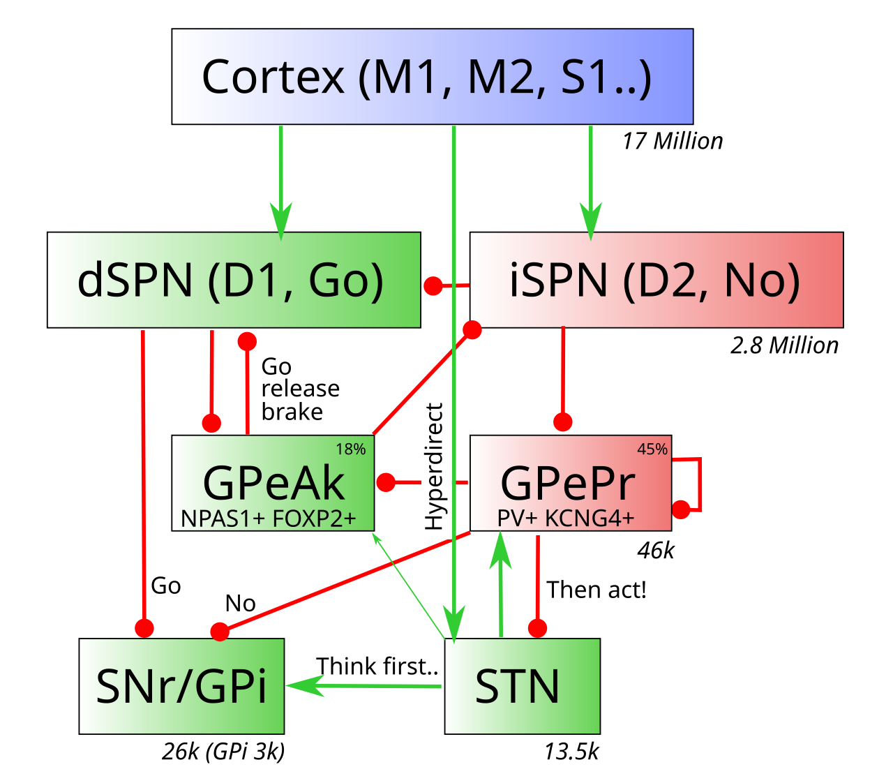 大脳基底核の PCore モデル。BG 回路の他のすべての部分に影響を与える GPe ニューロンの内外への複数の投射を中心としており、GPe 淡蒼球をその機能の中核に据えています。 **GPeAk** (arkypallidal) ニューロンは直接経路の線条体ニューロン (**dSPN**) から情報を受け取りますが、原型 (**GPePr**) ニューロンは古典的モデルと同様に間接経路から情報を受け取ります (そのため名前が付けられています)。 GPeAk は線条体まで抑制を逆行させるため、SPN ニューロンを脱抑制するには GPeAk を抑制する必要があり、これは直接経路入力によって達成されます。 **iSPN** ニューロンは、活性が高く、dSPN を直接阻害している場合には、GPeAk を阻害することである程度の症状を軽減することもあります (ただし、その逆はありません)。 **STN** へのハイパーダイレクト パスは、システムに初期の「ブレーキ」をかけて、時期尚早な応答を防ぎます。各核の下の数字は、ラットの各半球のニューロンの大まかな数を示します (Oorschot、1996)。