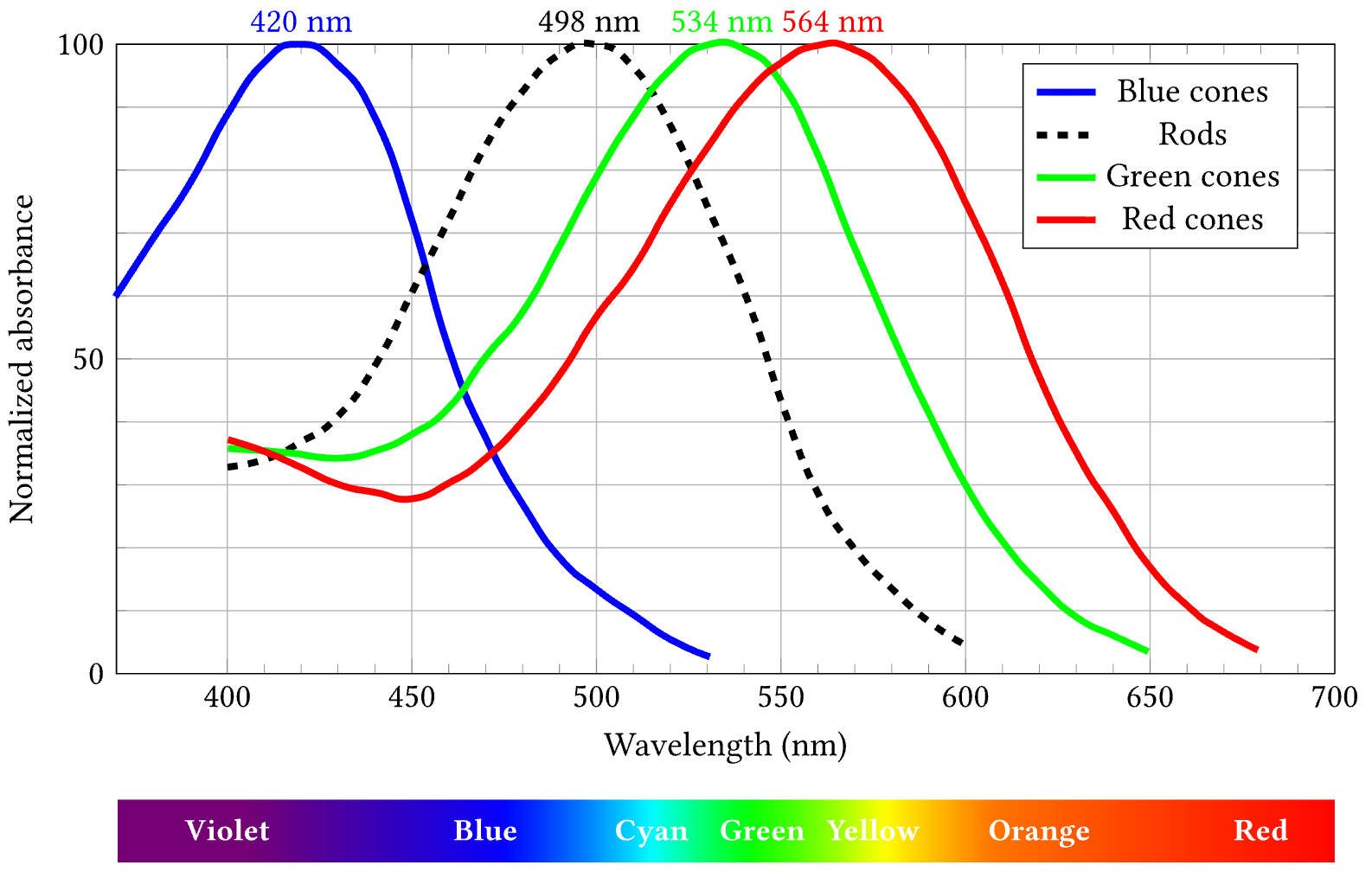 Light wavelength (color) sensitivity of human cone and rod photoreceptors. From Bowmaker & Dartnall (1980).
