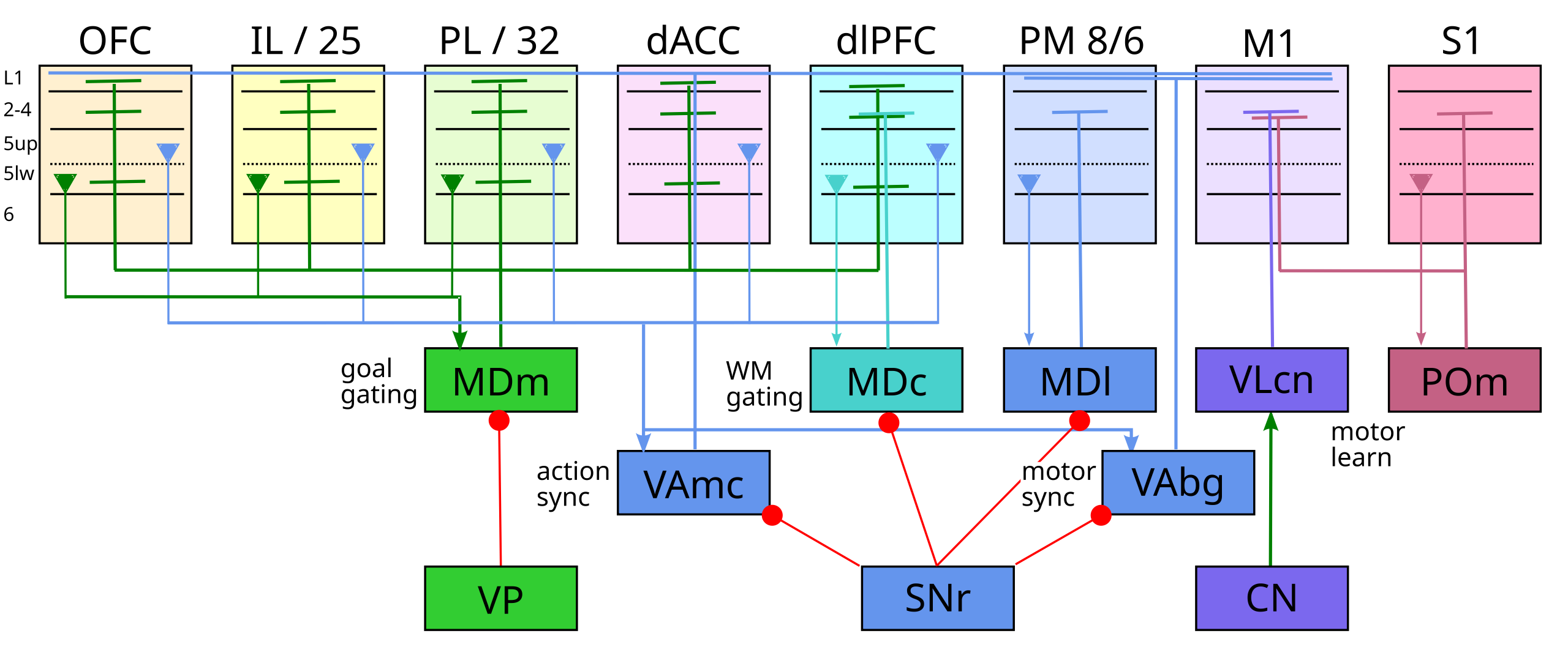 霊長類 (マカク) の視床前部の接続と機能の概要。 MDm (内側) は目標ゲート制御核であり、すべての目標駆動型 PFC 領域 (OFC、IL、PL、dACC、dlPFC) から受信および投影し、腹側淡蒼球 (VP) からの脱抑制ゲートを備えます。 MDc (中枢) は、SNr 脱抑制を介して、dlPFC 作業記憶 (WM) ゲーティング (および、げっ歯類の場合と同様に、図示されていない別個の OFC 更新) を駆動します。 MD1は、運動前(PM、SMA領域8、6)のゲート制御を行う(およびげっ歯類の場合と同様に、個別にPL、ACCを行う(図示せず))。 MD 皮質ドライバーは、第 5b 層下位 (5lw) に由来します。 VLcn には小脳ドライバーがあり、M1 に投影して、脊髄筋の相乗効果の言語を話すための運動表現を訓練します。 POm (げっ歯類では後内側、霊長類では内側髄) は、体性感覚 (S1) ドライバーからの運動野の予測学習を促進します。 VAmc と VAbg (VAsnr、VAgpi) は、上層 5b PT ニューロン (5up) から始まるそれぞれの前頭野からの広範囲の収束入力を持ち、広範囲の領域 (VAmc の場合は PFC、VAbg の場合は運動野) にわたってマトリックス スタイルの変調器出力を層 1 に投影します。これは、たとえばアクションの計画と実行の間など、主要な移行点でこれらの領域を同期させるために重要であると考えられます。