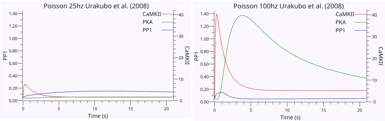 Urakubo et al.におけるCaMKII、PKA、およびPP1のダイナミクス。 (2008) モデルは、活動前後の 25 ヘルツ (左) または 100 ヘルツ (右) の 200 ミリ秒のポアソン ランダム スパイク トレインに応答し、活動後の 20 秒間には、より遅い化学プロセスと AMPA 輸送が安定します。 25hz の活性は、CaMKII と比較して PP1 のより高い持続活性によって引き起こされる LTD (AMPA 受容体のエンドサイトーシス) を引き起こします。 PKA は、PP1 経路を阻害するほど十分に活性化されません。また、CaN のより長い活性化に基づいて、PP1 と CaMKII の活性がはるかに長いことにも注目してください (図示せず)。 100hz の場合、初期活性の増加は CaMKII を持続的に活性化するのに十分であり、結果として LTD ではなく LTP が発生します。さらに、PP1 は、強力に活性化された PKA 経路を介して阻害されてしまいます。
