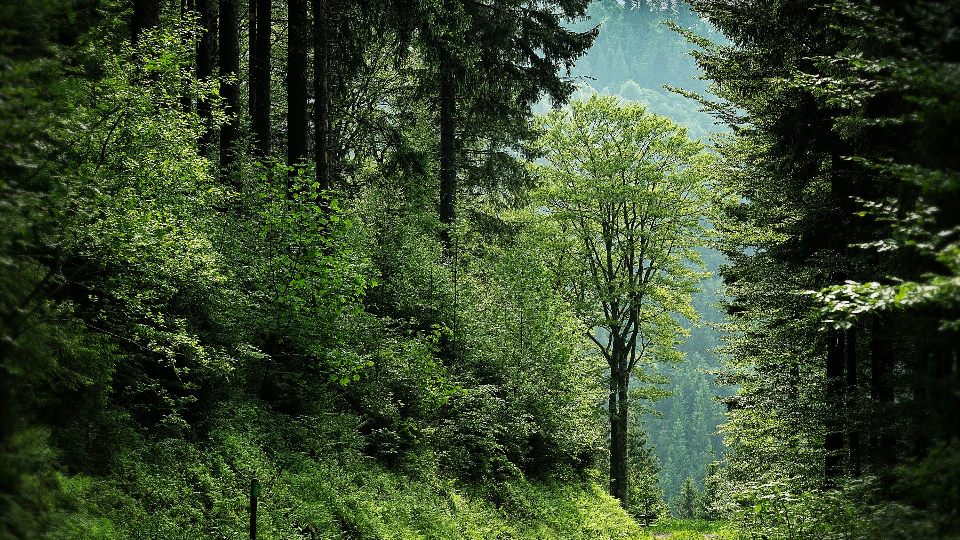 Forest representing environmental responsibility