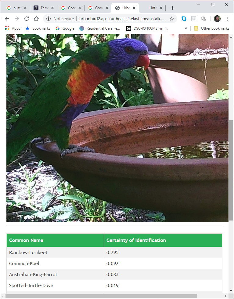 Rainbow Lorikeet