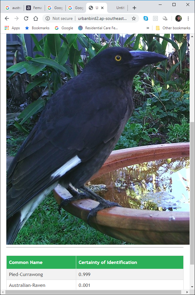 Pied Currawong