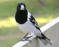 Pied Butcherbird