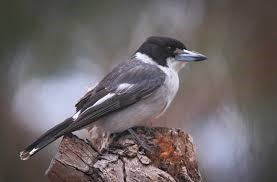 Grey Butcherbird