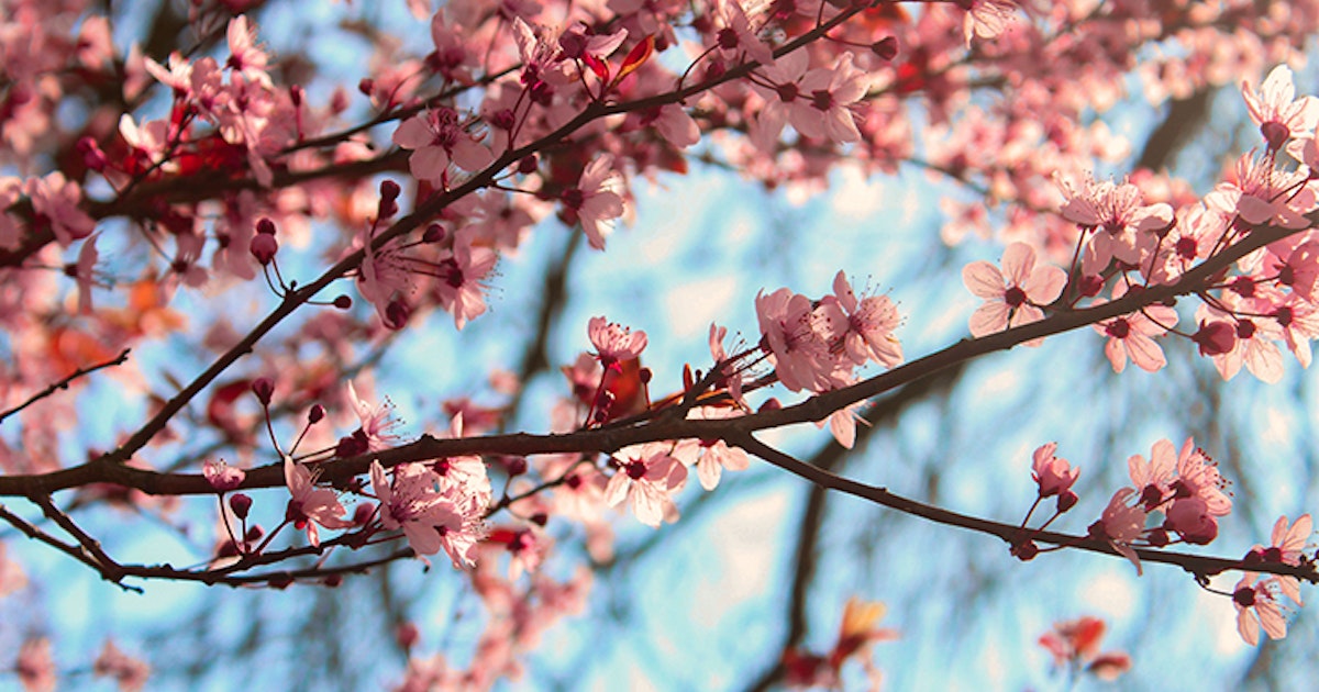 cherry tree flowers