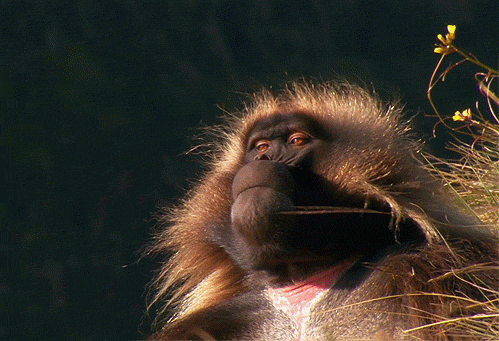 Chillest Monkey