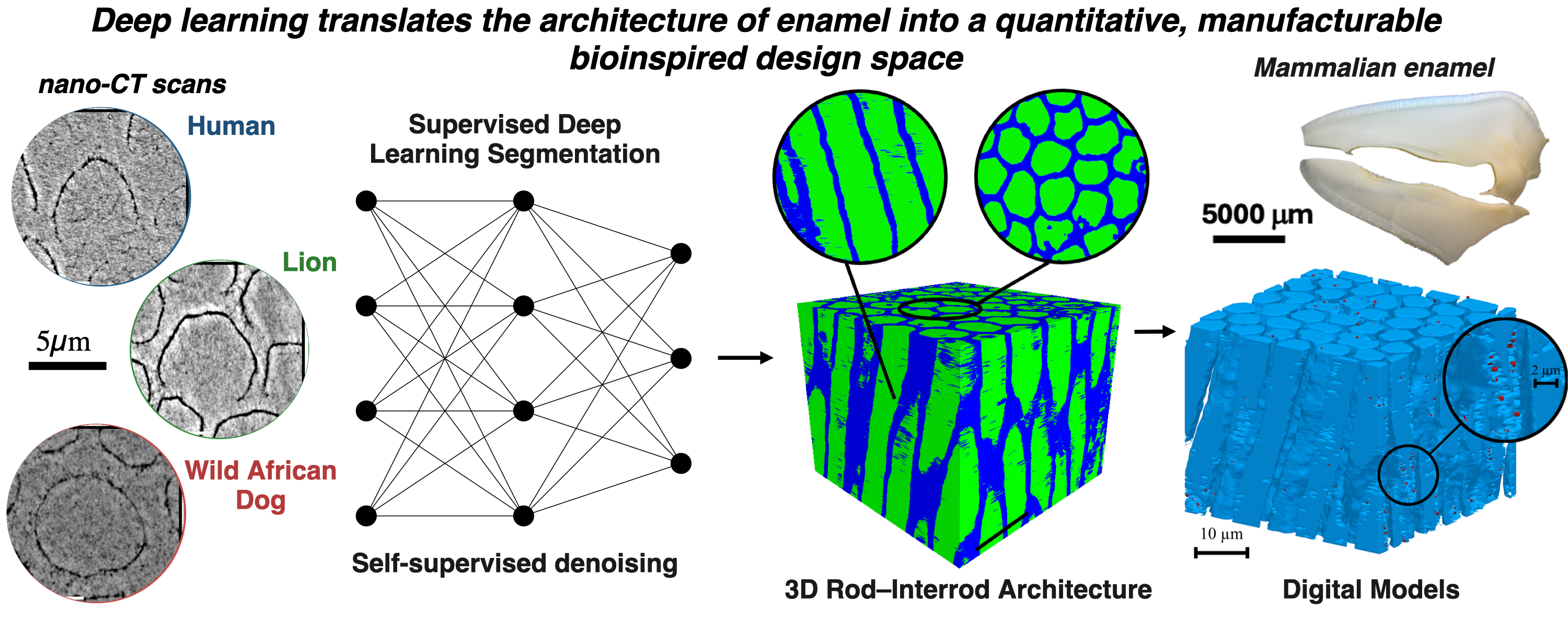 Graphical abstract of the associated study: nano-CT scans of human, lion and wild African dog enamel pass through self-supervised denoising and supervised deep-learning segmentation to the 3D rod-interrod architecture and printable digital models