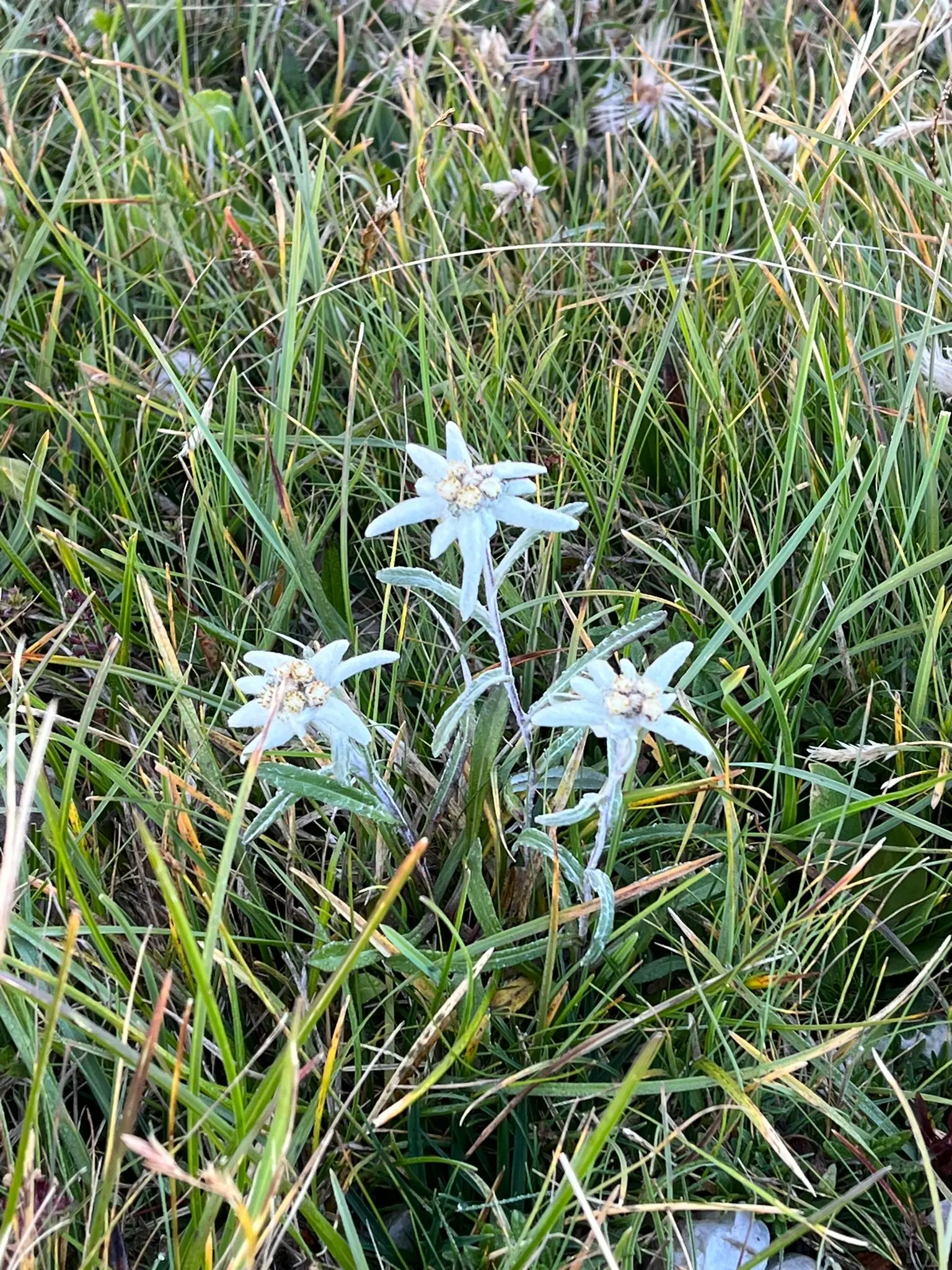 Muttereralm - Saile (Nockspitze)