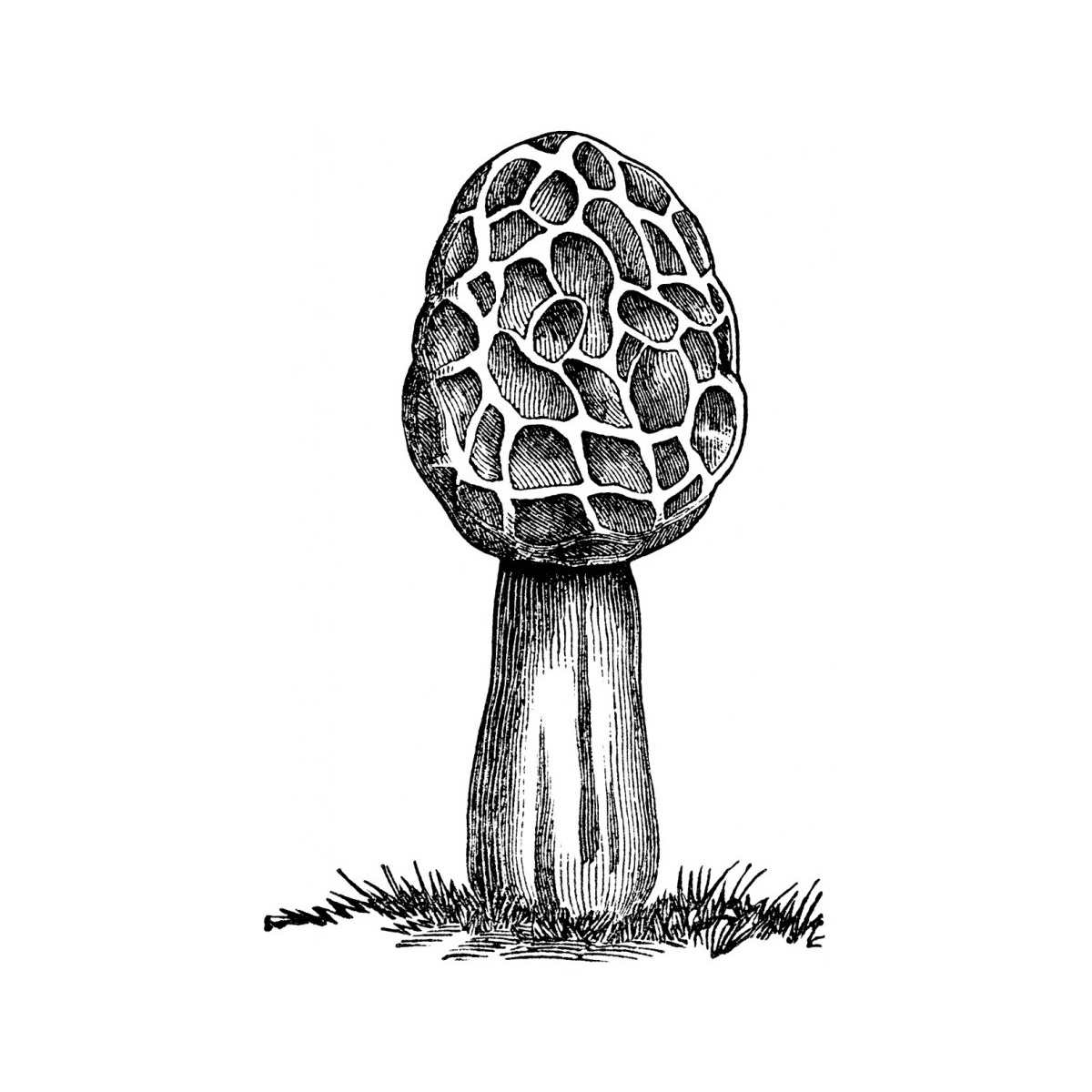 Morel mushroom (credit: OldDesignShop.com)