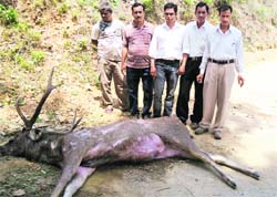 dead sambar