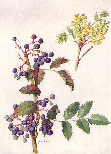 Mahonia aquifolium image