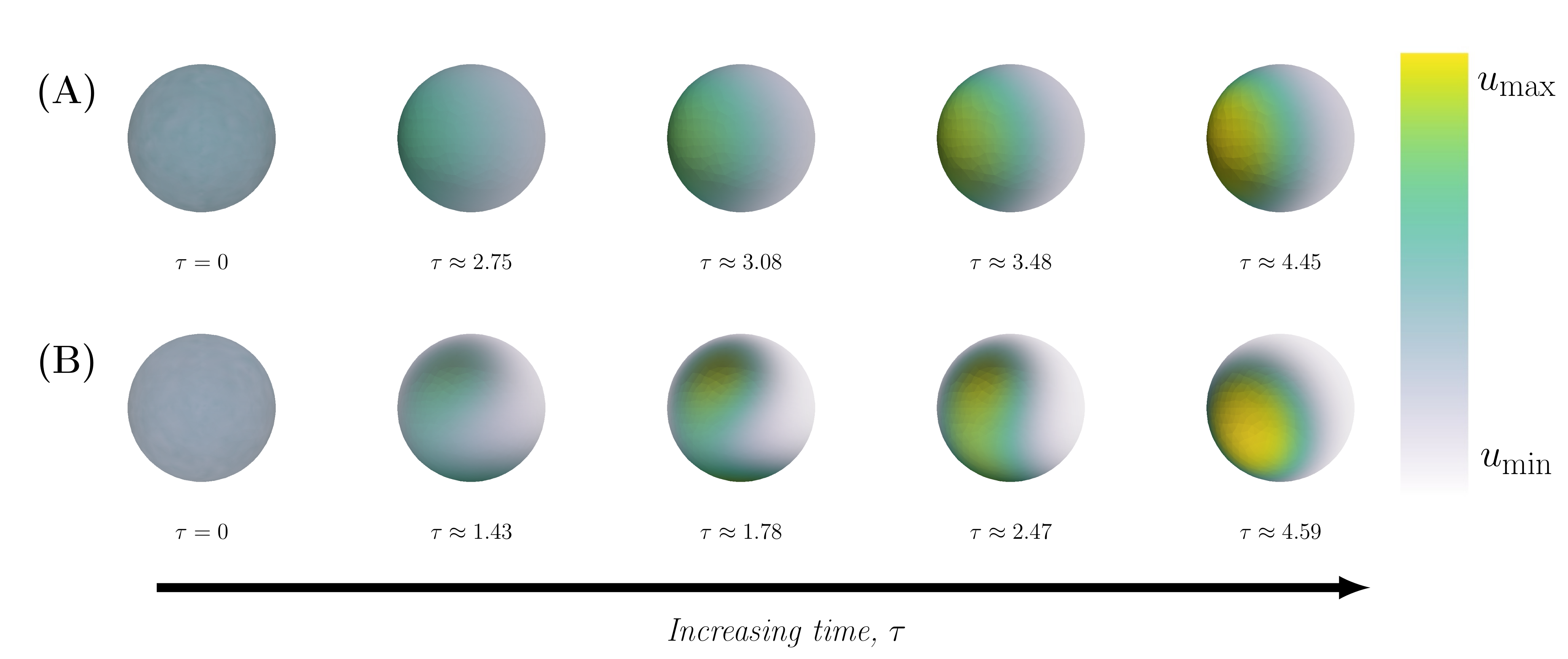 Figure 1: The evolution of a pole being a single spot of active cdc42 for two different cases: (A) Classic Turing instability and (B) Non-classic Turing instability.