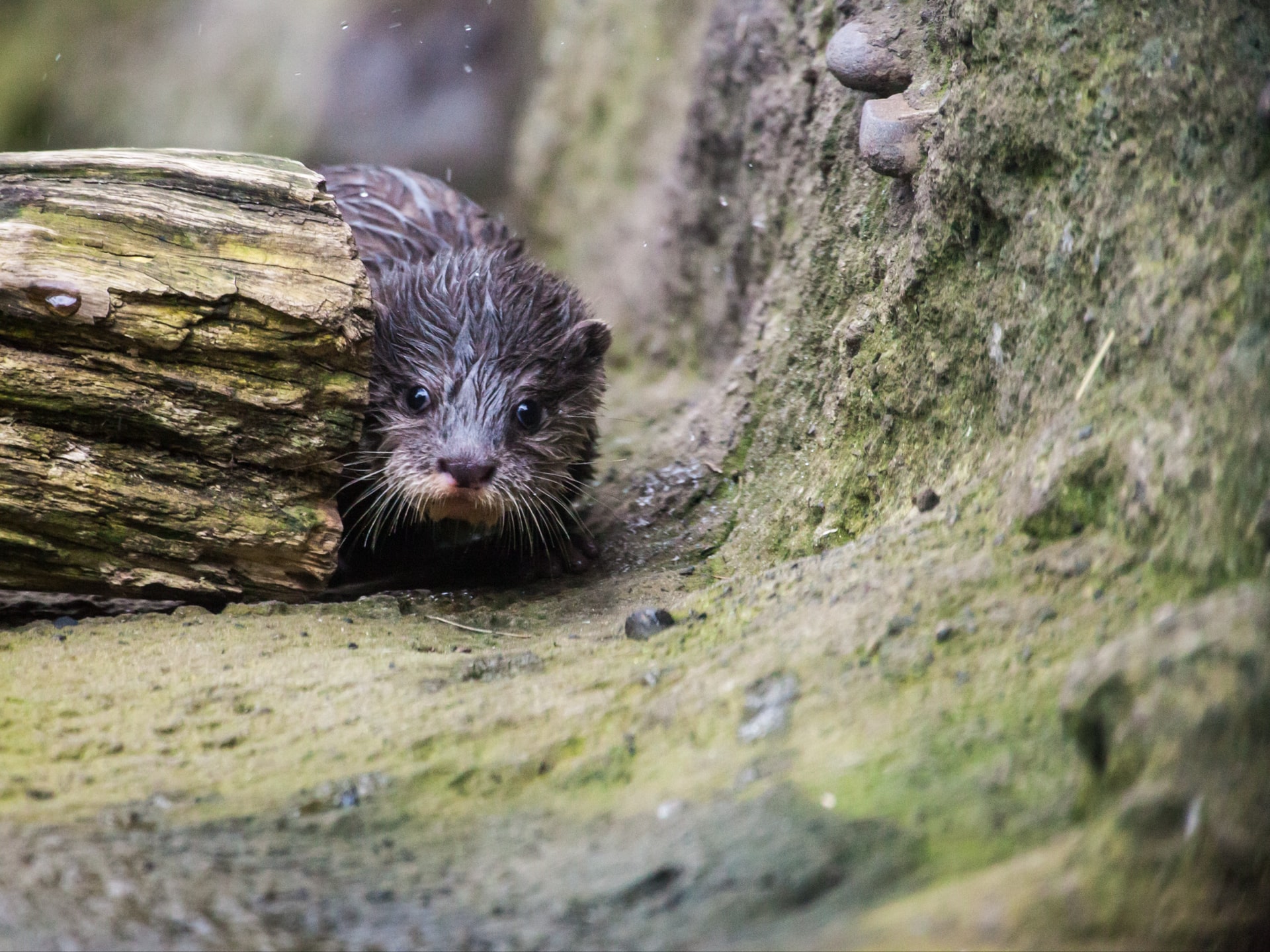 beaver