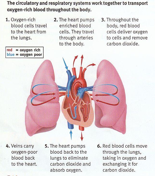 Diagram showing oxygen-rich blood flowing between the heart and lungs