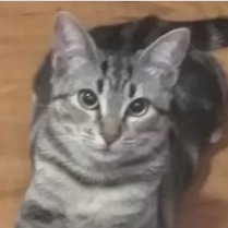 Nala