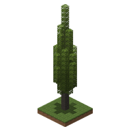 A cypress
