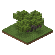 A fig tree